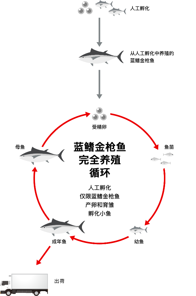 全人工养殖的周期循环示意图