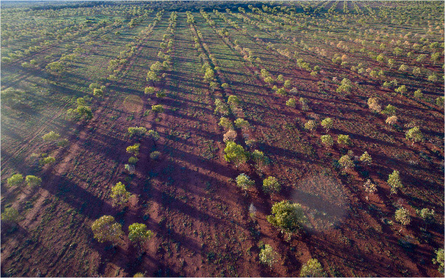 York gum at Yarra Yarra Biodiversity Corridor