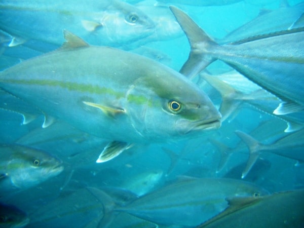 Greater amberjack farming