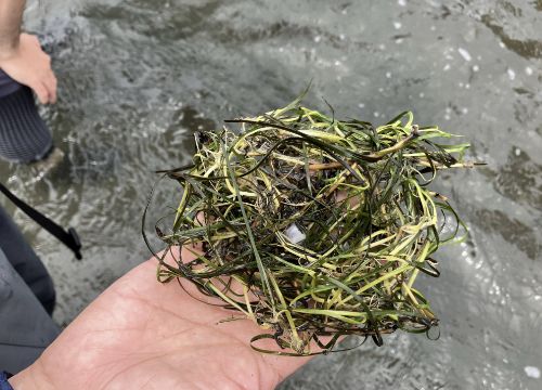 Koamamo seedlings for transplanting