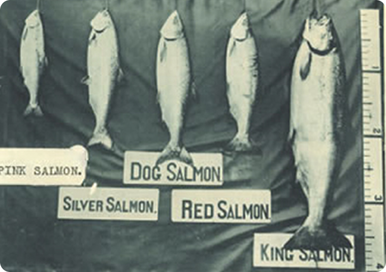 The salmon brought back by Houjumaru included many sockeye salmon, which are not welcome in Japan.