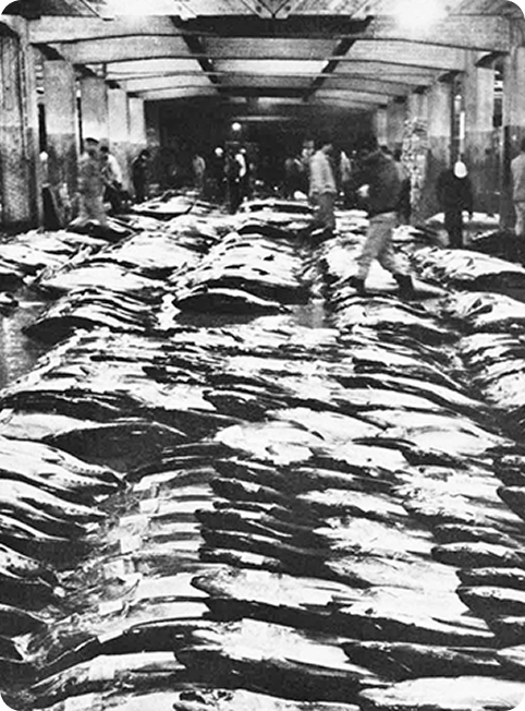 Established a nationwide seafood supply system and wholesaler