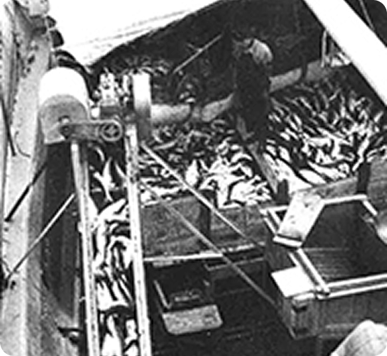 North Sea mothership salmon and trout fishing