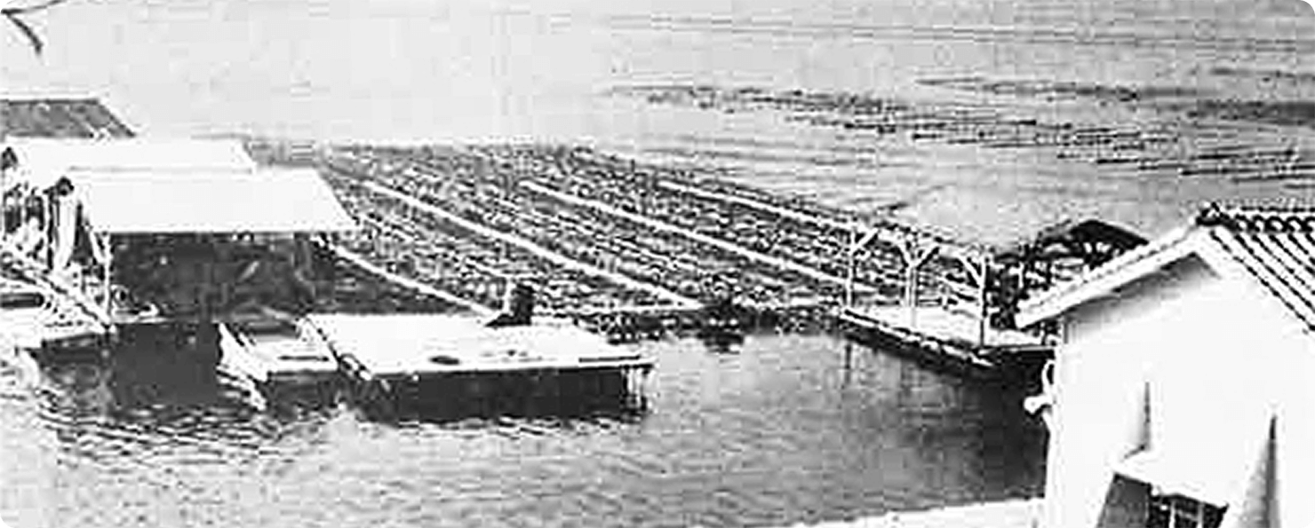 Joined the aquaculture business