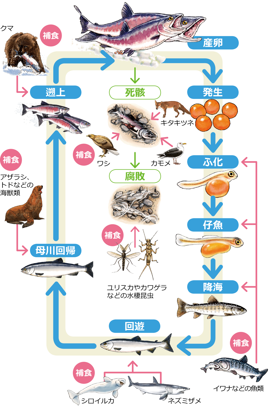 サケの一生と食物連鎖