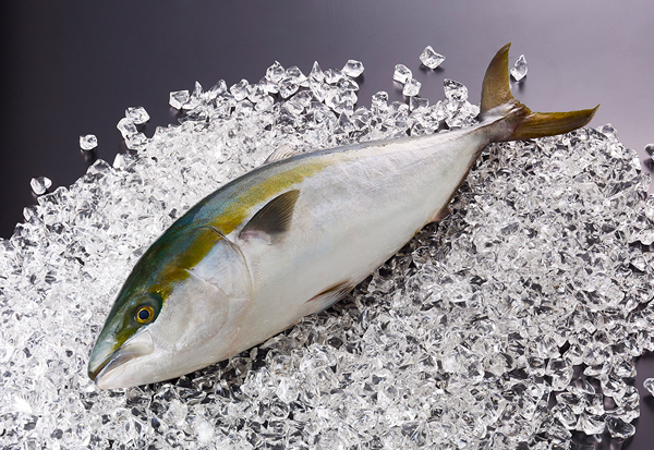 出荷されるブリ