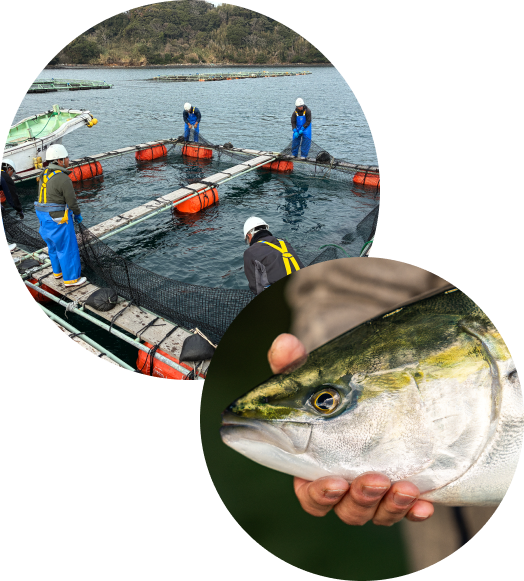 ブリ養殖の様子