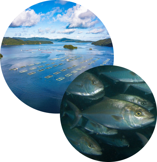 カンパチ養殖の様子