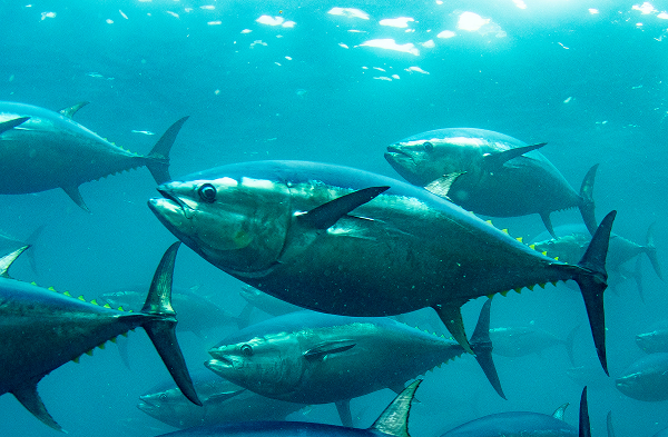 完全養殖の様子