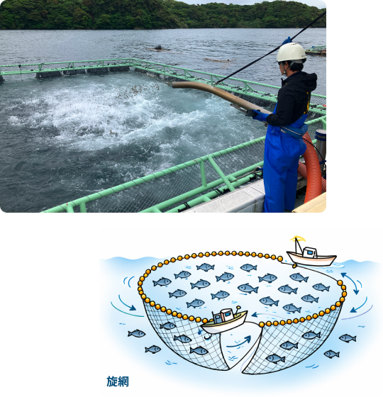 旋網漁