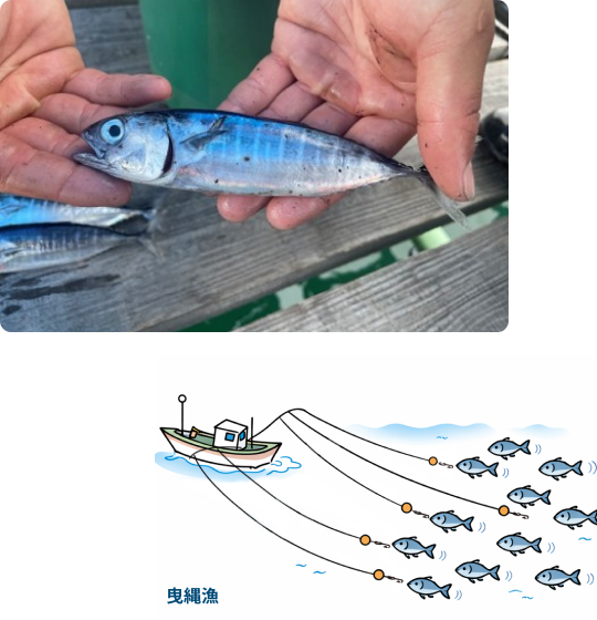 曳縄漁