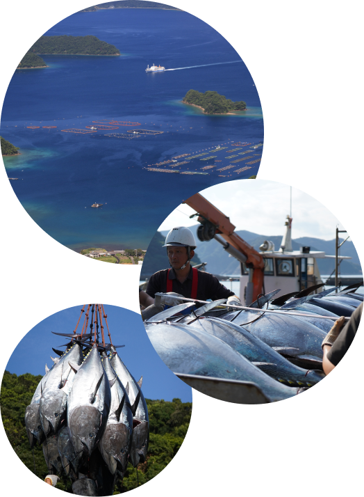 マグロ養殖の様子