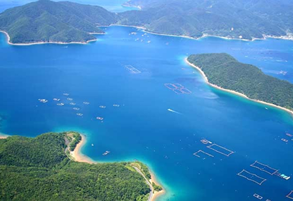 奄美事業所でのスギ養殖