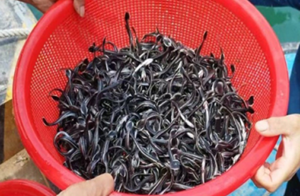 スギ稚魚買い付け