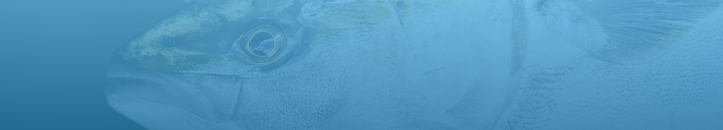 社員インタビュー