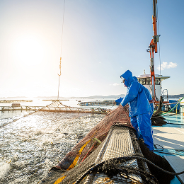養殖場での作業風景