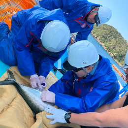 養殖場での作業風景