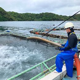 養殖場での作業風景