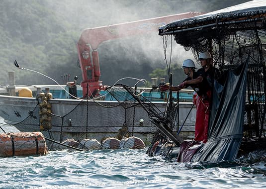 マグロ取り上げ