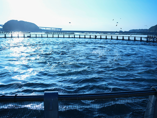 養殖場の風景