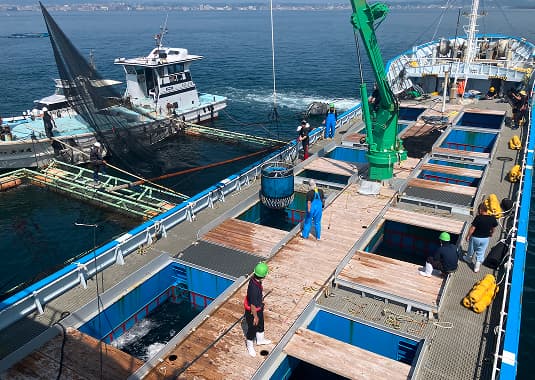 活魚出荷の様子