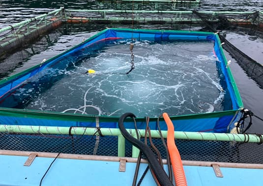 モジャコの薬浴