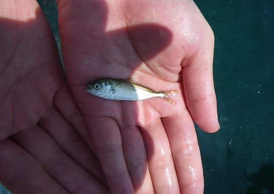 モジャコ(ブリの幼魚)
