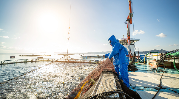 アクア事業所 上浦漁場