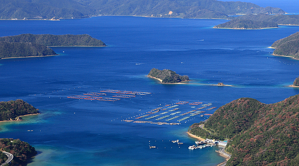 奄美事業所 久根津漁場