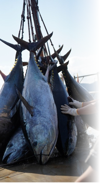 クレーンで吊り上げられた大型マグロ