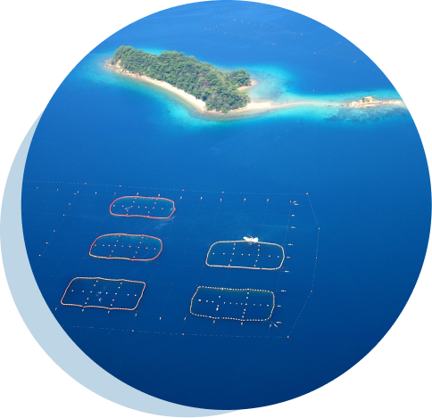 島の近くに広がる養殖生簀の航空写真