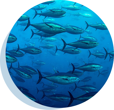 海中を群泳するクロマグロ