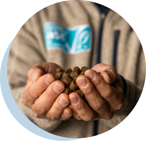 飼料のペレットを両手で持つ養殖場の作業員