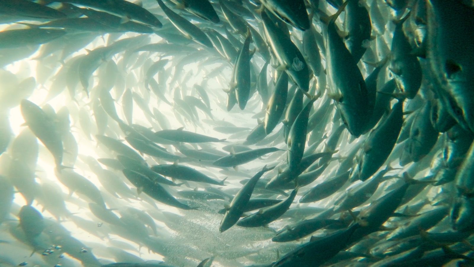 生簀の中を群泳するブリの水中写真
