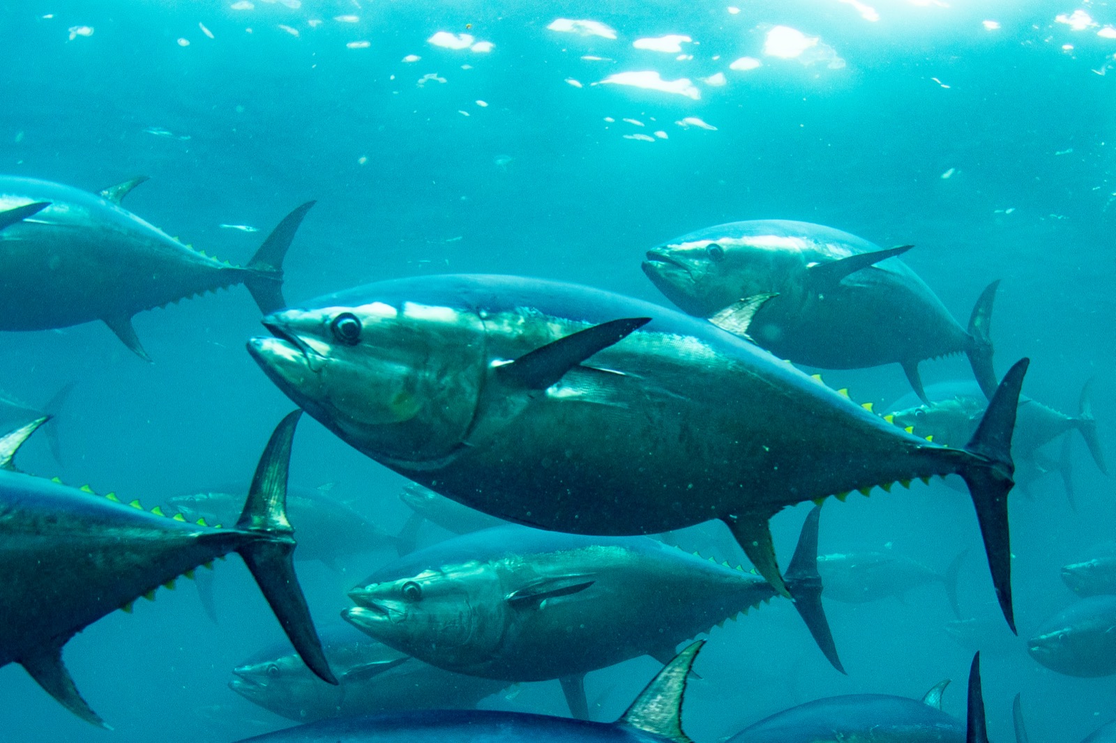 奄美の海を泳ぐ完全養殖マグロ
