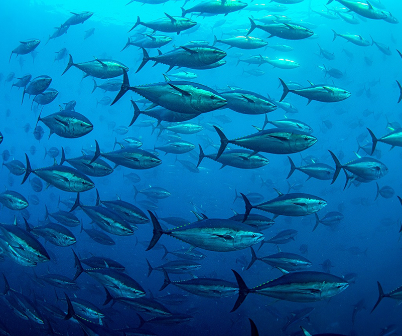 完全養殖マグロ