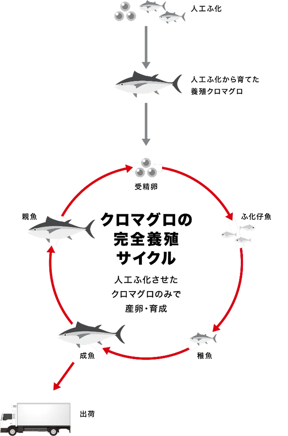 完全養殖サイクルイメージ図