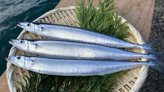 イメージ:秋刀魚