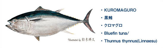 クロマグロ