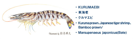 クルマエビ