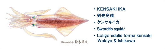 ケンサキイカ