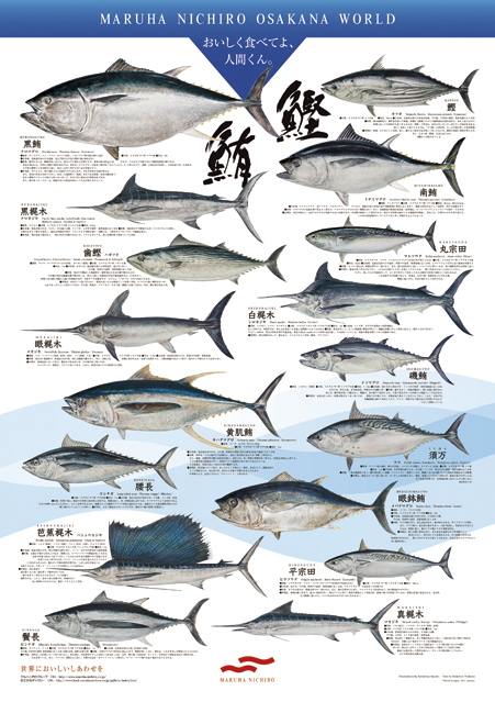 鰹・鮪シリーズ