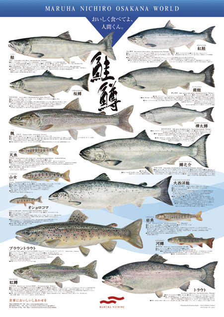 鮭・鱒シリーズ