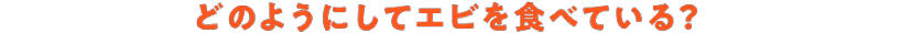 どのようにしてエビを食べている?
