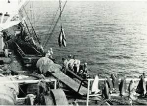 北海道沿岸、以西底曳、遠洋カツオマグロ漁業、水産加工事業へ進出