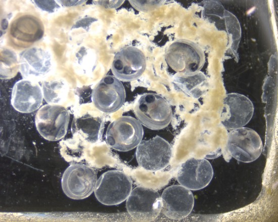 ふくしま海洋科学館から輸送したサンマ卵