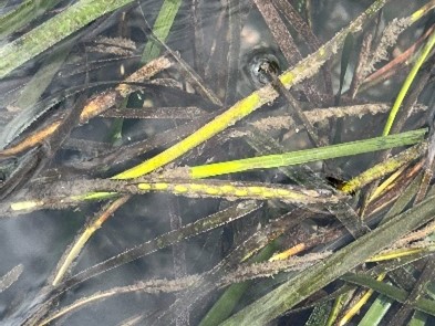 アマモ場再生活動