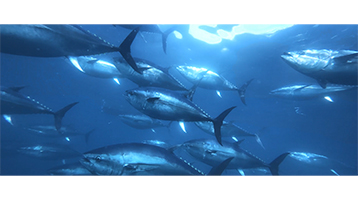 クロマグロ養殖場見学付き奄美大島ツアー