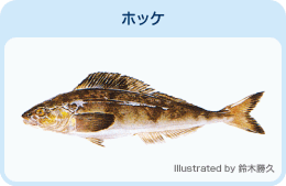 ホッケ