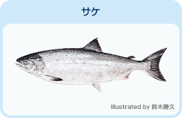 サケ